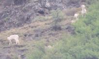 [Dall Sheep]