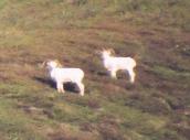 [Dall Sheep]