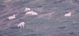 [Dall Sheep]