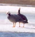 [Emperor Goose]