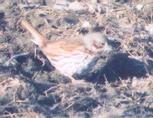 [Fox Sparrow]