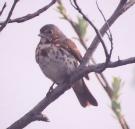 [Fox Sparrow]