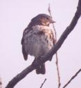 [Fox Sparrow]