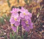 [flower]