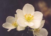 [flower]