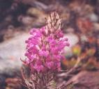 [flower]