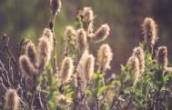 [Pussy Willow]