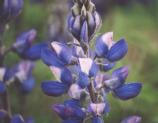 [Lupine]