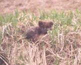 [Arctic Fox]