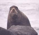 [Fur Seal]