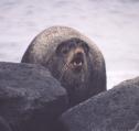 [Fur Seal]