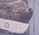 [Grey-crowned Rosy Finch]