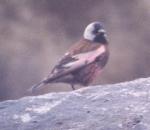 [Grey-crowned Rosy Finch]