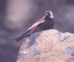 [Grey-crowned Rosy Finch]
