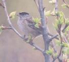 [Golden-crowned Sparrow]