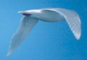 [Glaucous Gull]