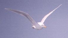 [Glaucous Gull]