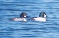 [Male Goldeneyes]