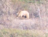 [Grizzley Bear]
