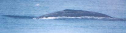 [Gray Whale]