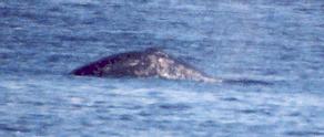 [Gray Whale]