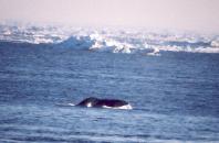 [Gray Whale]
