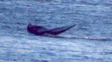 [Gray Whale]