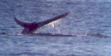 [Gray Whale]