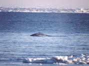 [Gray Whale]