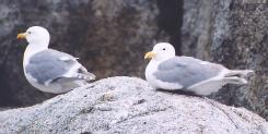 [Herring Gull]