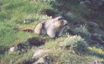 [Hoary Marmot]