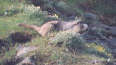 [Hoary Marmot]