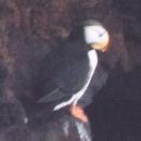 [Horned Puffin]