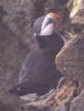 [Horned Puffin]