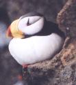 [Horned Puffin]