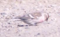 [Hoary Redpoll]