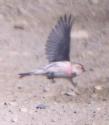 [Hoary Redpoll]