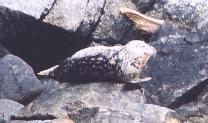 [Harbor Seal]