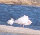 [Ivory Gull]