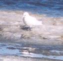 [Ivory Gull]