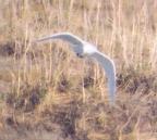 [Ivory Gull]