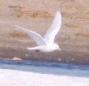 [Ivory Gull]