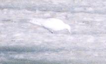 [Ivory Gull]