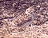 [Lapland Longspur]