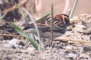 [Lapland Longspur]