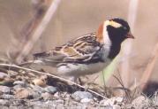 [Lapland Longspur]