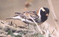 [Lapland Longspur]