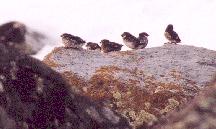 [Least Auklet]