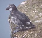 [Least Auklet]