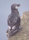 [Least Auklet]